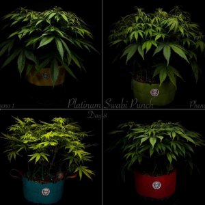 grow-with-medicgrow-smart8-spacementgrown-day8flower.jpg