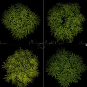 grow-with-medicgrow-smart8-spacementgrown-day8flower-1.jpg