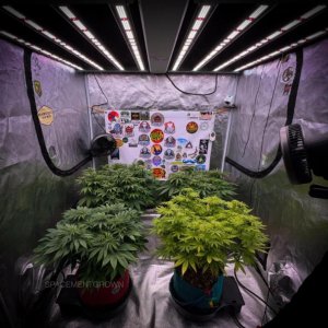 grow-with-medicgrow-smart8-spacementgrown-day10flower.jpg