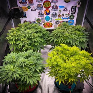 grow-with-medicgrow-smart8-spacementgrown-day10flower-1.jpg