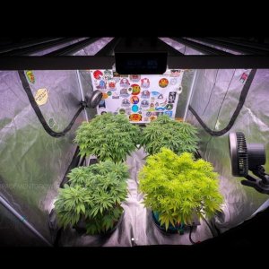 grow-with-medicgrow-smart8-spacementgrown-day14flower.jpg