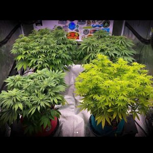 grow-with-medicgrow-smart8-spacementgrown-day14flower-1.jpg