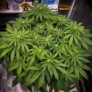 grow-with-medicgrow-smart8-spacementgrown-day14flower-2.jpg