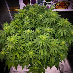 grow-with-medicgrow-smart8-spacementgrown-day14flower-3.jpg