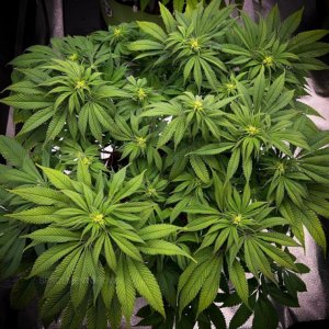 grow-with-medicgrow-smart8-spacementgrown-day14flower-4.jpg