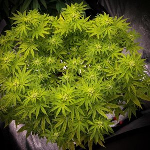 grow-with-medicgrow-smart8-spacementgrown-day14flower-5.jpg