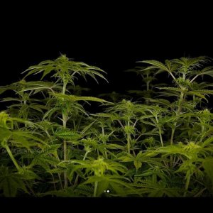 grow-with-medicgrow-smart8-spacementgrown-day16flower.jpg