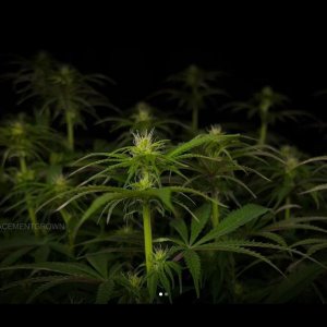 grow-with-medicgrow-smart8-spacementgrown-day16flower-1.jpg