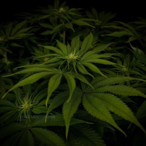 grow-with-medicgrow-smart8-spacementgrown-day16flower-2.jpg