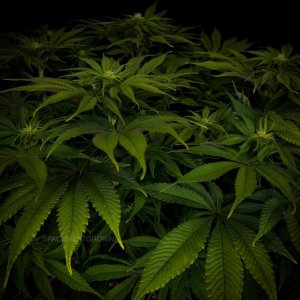 grow-with-medicgrow-smart8-spacementgrown-day16flower-3.jpg