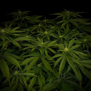 grow-with-medicgrow-smart8-spacementgrown-day16flower-4.jpg