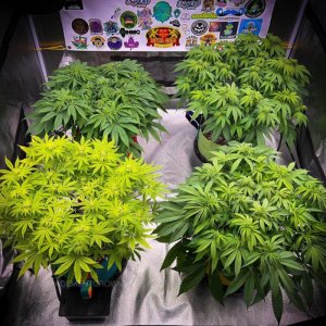 grow-with-medicgrow-smart8-spacementgrown-week2flower.jpg