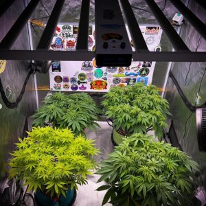 grow-with-medicgrow-smart8-spacementgrown-week2flower-1.jpg