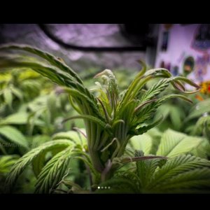 grow-with-medicgrow-smart8-spacementgrown-week2flower-2.jpg