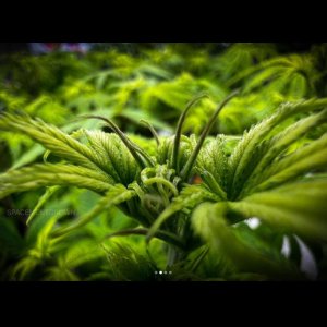 grow-with-medicgrow-smart8-spacementgrown-week2flower-3.jpg