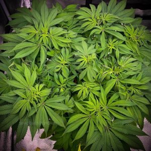 grow-with-medicgrow-smart8-spacementgrown-week2flower-4.jpg