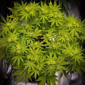 grow-with-medicgrow-smart8-spacementgrown-week2flower-5.jpg