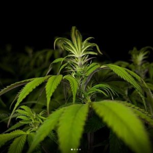 grow-with-medicgrow-smart8-spacementgrown-week2flower-6.jpg