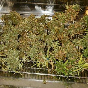 Honduras/Panama x Purple Honduras - pruned off bud damage