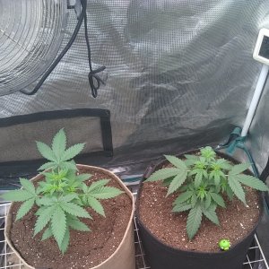 Blueberry Auto (l) Wookiee Auto (r)