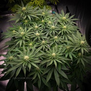 grow-with-medicgrow-smart8-spacementgrown-day21flower.jpg