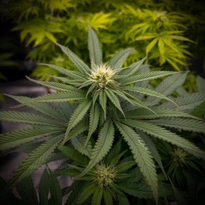 grow-with-medicgrow-smart8-spacementgrown-day21flower-1.jpg