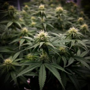 grow-with-medicgrow-smart8-spacementgrown-day21flower-2.jpg