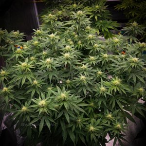 grow-with-medicgrow-smart8-spacementgrown-day21flower-3.jpg