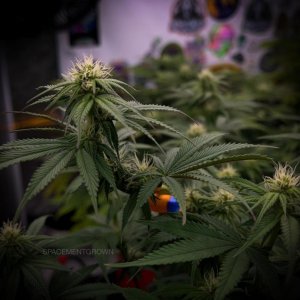 grow-with-medicgrow-smart8-spacementgrown-day21flower-4.jpg