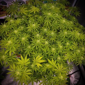 grow-with-medicgrow-smart8-spacementgrown-day21flower-5.jpg