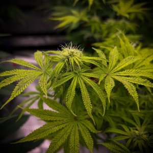 grow-with-medicgrow-smart8-spacementgrown-day21flower-6.jpg