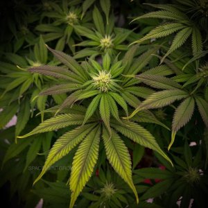 grow-with-medicgrow-smart8-spacementgrown-day21flower-7.jpg