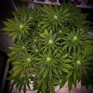 grow-with-medicgrow-smart8-spacementgrown-day21flower-8.jpg