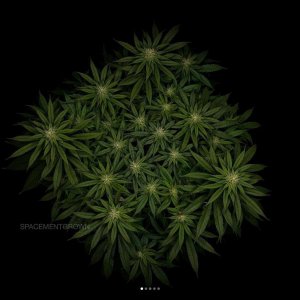 grow-with-medicgrow-smart8-spacementgrown-day23.jpg