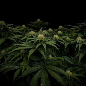 grow-with-medicgrow-smart8-spacementgrown-day23-1.jpg