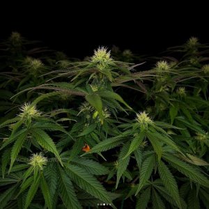 grow-with-medicgrow-smart8-spacementgrown-day23-2.jpg