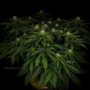 grow-with-medicgrow-smart8-spacementgrown-day23-3.jpg