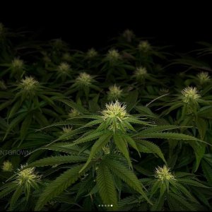 grow-with-medicgrow-smart8-spacementgrown-day23-4.jpg