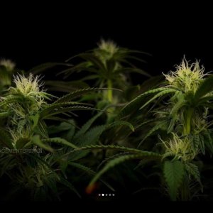 grow-with-medicgrow-smart8-spacementgrown-day23-5.jpg