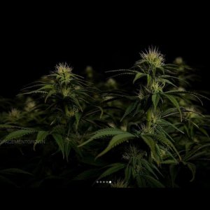 grow-with-medicgrow-smart8-spacementgrown-day23-7.jpg