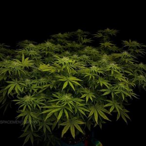 grow-with-medicgrow-smart8-spacementgrown-day23-8.jpg