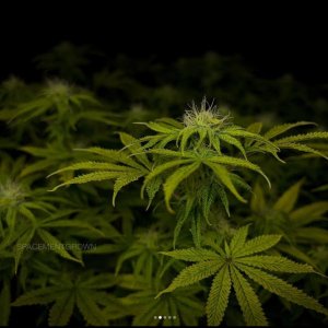 grow-with-medicgrow-smart8-spacementgrown-day23-9.jpg