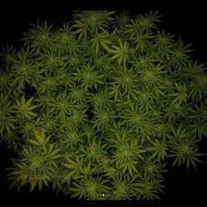 grow-with-medicgrow-smart8-spacementgrown-day23-10.jpg