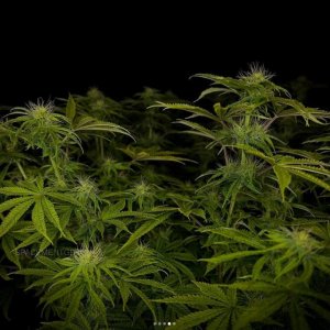 grow-with-medicgrow-smart8-spacementgrown-day23-11.jpg