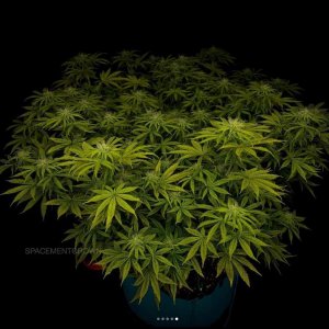 grow-with-medicgrow-smart8-spacementgrown-day23-12.jpg