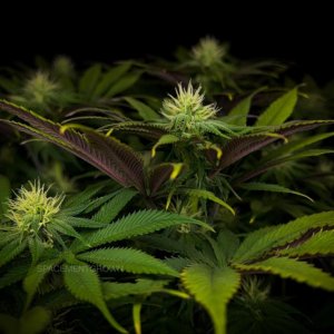 grow-with-medicgrow-smart8-spacementgrown-day23-13.jpg