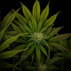 grow-with-medicgrow-smart8-spacementgrown-day23-14.jpg