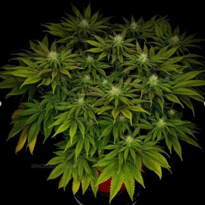 grow-with-medicgrow-smart8-spacementgrown-day23-15.jpg