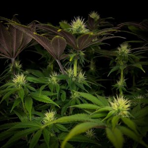 grow-with-medicgrow-smart8-spacementgrown-day23-16.jpg