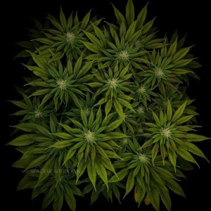 grow-with-medicgrow-smart8-spacementgrown-day23-17.jpg